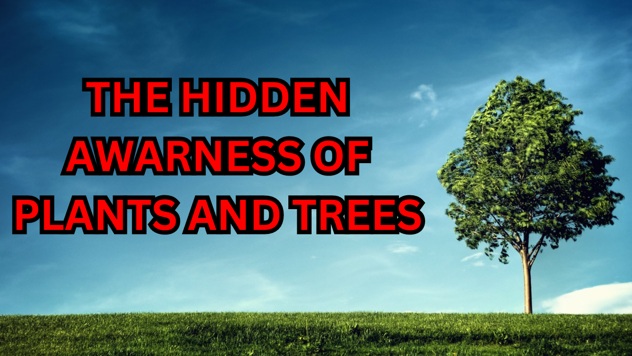 The Hidden Awareness of Plants and Trees